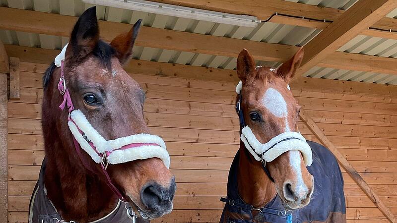Stute &bdquo;Haifa&ldquo; (l.) f&uuml;hlt sich in ihrem neuen Zuhause sichtlich wohl.