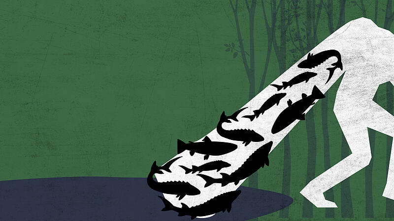 Unbekannte fischten einen Teich bei Kaider leer. Ihnen gingen nicht nur Forellen und Saiblinge ins Netz, sondern auch ein wertvoller gro&szlig;er St&ouml;r.