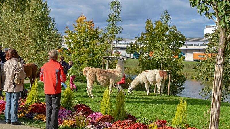 Tierische Attraktion gegenüber dem Bamberger Hafen: Vor allem Kinder freuten sich. Tierische Attraktion gegenüber dem Bamberger Hafen: Vor allem Kinder freuten sich.