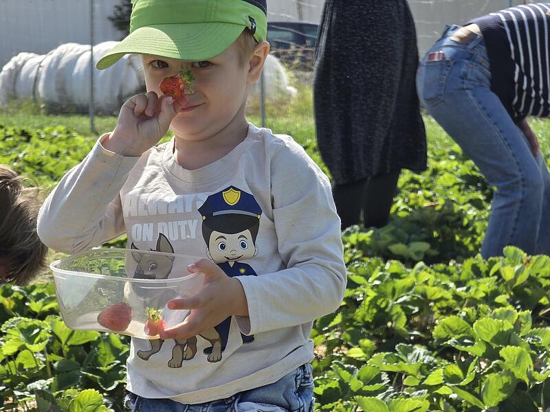 Na, ob sie auch gut schmecken? Ein Kind pflückt Erdbeeren in Meeder Na, ob sie auch gut schmecken? Ein Kind pflückt Erdbeeren in Meeder