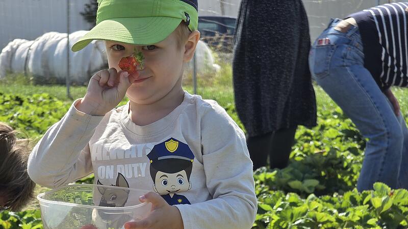 Na, ob sie auch gut schmecken? Ein Kind pflückt Erdbeeren in Meeder Na, ob sie auch gut schmecken? Ein Kind pflückt Erdbeeren in Meeder