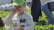 Na, ob sie auch gut schmecken? Ein Kind pflückt Erdbeeren in Meeder Na, ob sie auch gut schmecken? Ein Kind pflückt Erdbeeren in Meeder