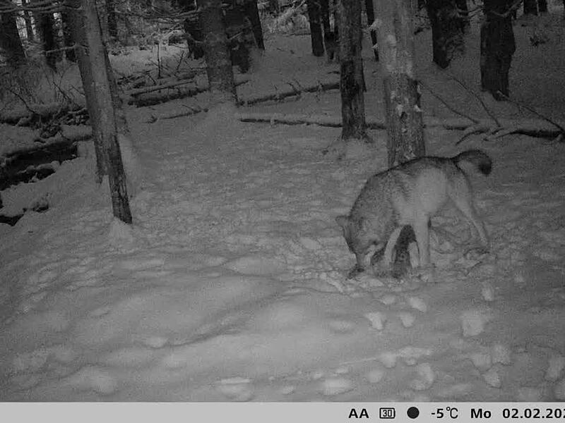 Wolf 2.26. schnee1.jpg