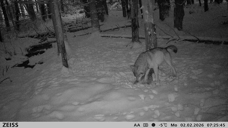 Wolf 2.26. schnee1.jpg