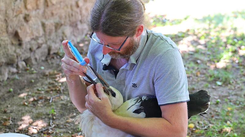 Mit einer Spritze tr&auml;nkt Christian Fenn das ersch&ouml;pfte Jungtier, das drei Tage lang rund um den M&ouml;nchsturm ohne Nahrung ausharrte.