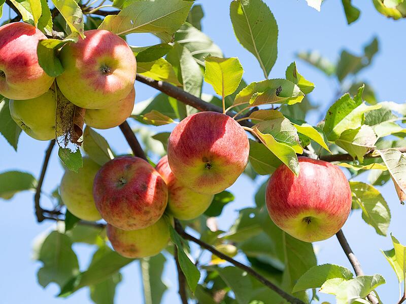Äpfel auf Streuobstwiesen