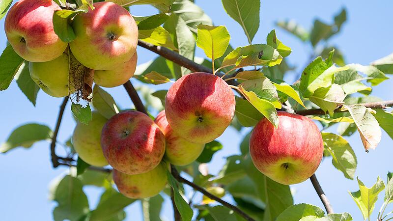 &Auml;pfel auf Streuobstwiesen