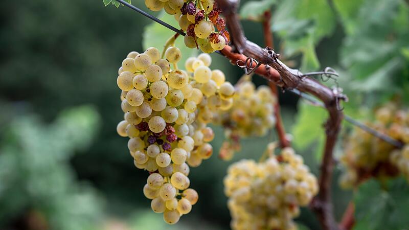 Offizielle Er&ouml;ffnung Weinlese