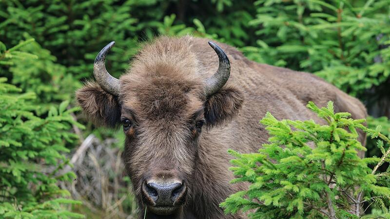 Wisent