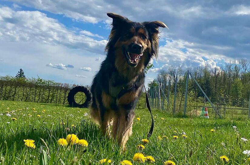 Meilo ist ein aktiver, abenteuerlustiger Hund.