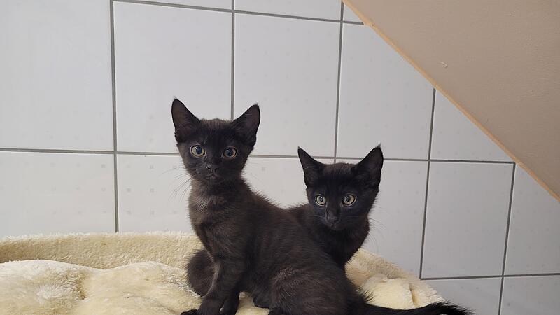 Batman und Robin suchen ein neues Zuhause.