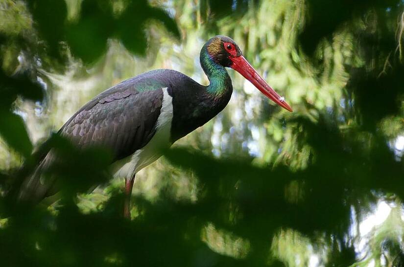 Der Schwarzstorch hat im Frankenwald eine Heimat gefunden, die allerdings nicht so sicher ist wie zun&auml;chst erhofft.