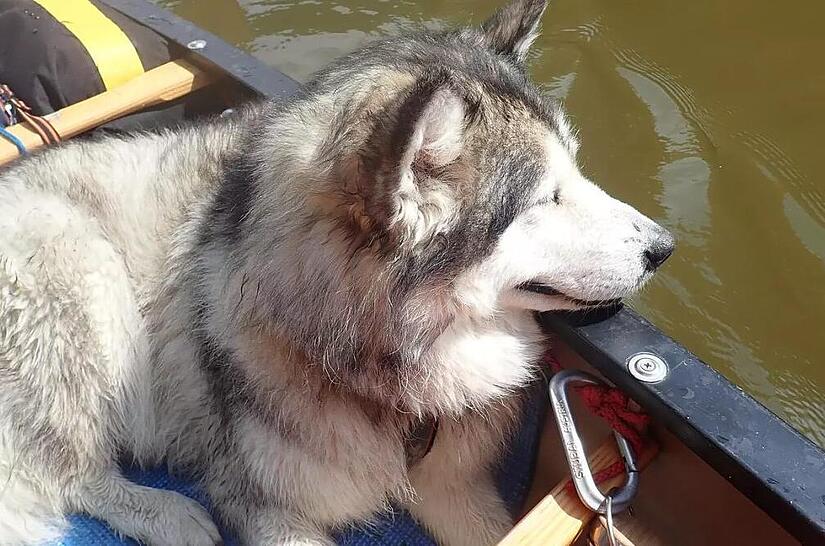 Mara war immer dabei: Die Bootstour auf dem Main mit Frauchen und Herrchen war ihre letzte Reise.