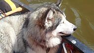 Mara war immer dabei: Die Bootstour auf dem Main mit Frauchen und Herrchen war ihre letzte Reise.