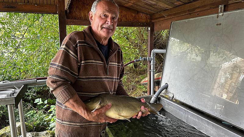 Alt-Bürgermeister Eugen Hain setzt die Karpfen, die verkauft werden sollen, ins Frischwasserbecken. Eine Woche lang dürfen sie schwimmen, am Samstag werden sie von Karpfenfans abgeholt.