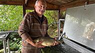 Alt-Bürgermeister Eugen Hain setzt die Karpfen, die verkauft werden sollen, ins Frischwasserbecken. Eine Woche lang dürfen sie schwimmen, am Samstag werden sie von Karpfenfans abgeholt.