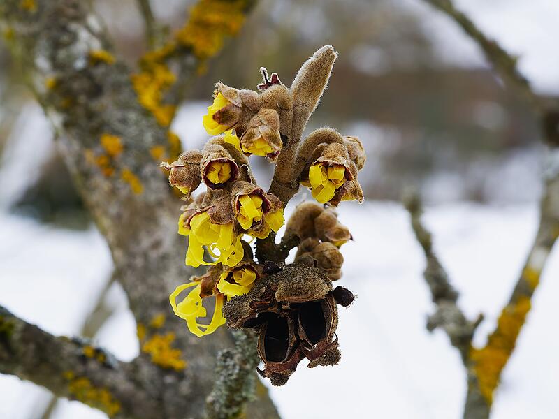 Die Zeit der zweiten Winterh&auml;lfte ist die Zeit der fr&uuml;hen Fr&uuml;hlingsbl&uuml;her. Schneekl&ouml;ckchen spitze aus dem Schnee und die Zaubernuss (Hamamelis) &ouml;ffnet ihre Knospen um die sch&ouml;nsten Bl&uuml;ten des Fr&uuml;hfr&uuml;hlings aufbl&uuml;hen zu lassen.