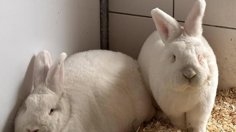 Die Langohren Lemon und Limella suchen ein neues Zuhause.