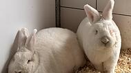 Die Langohren Lemon und Limella suchen ein neues Zuhause.