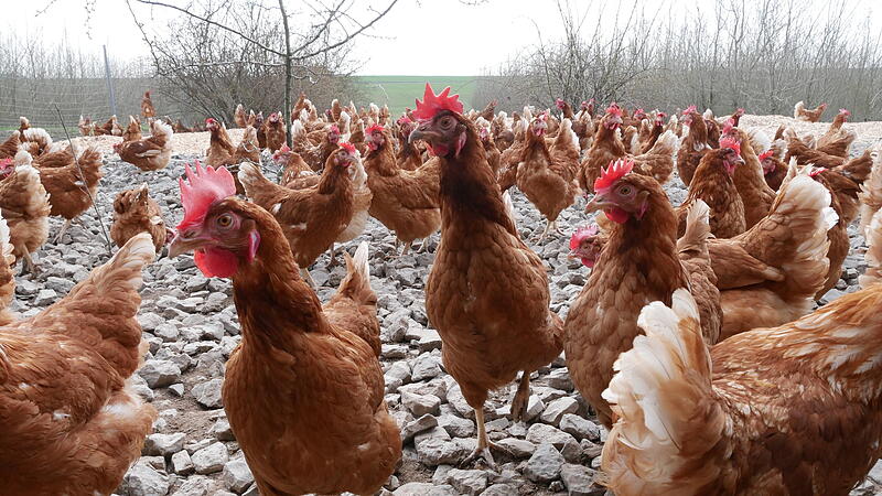 Die H&uuml;hner scharren im Au&szlig;engehege, um kleine Tiere und Samen zu finden.