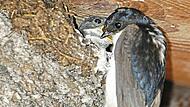 Eine Mehlschwalbe an ihrem Nest. LBV/Hans-Joachim F&uuml;nfst&uuml;ck