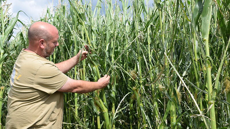 Unwetter Kreis Kronach: Landwirte verlieren Teil der Ernte Unwetter Kreis Kronach: Landwirte verlieren Teil der Ernte