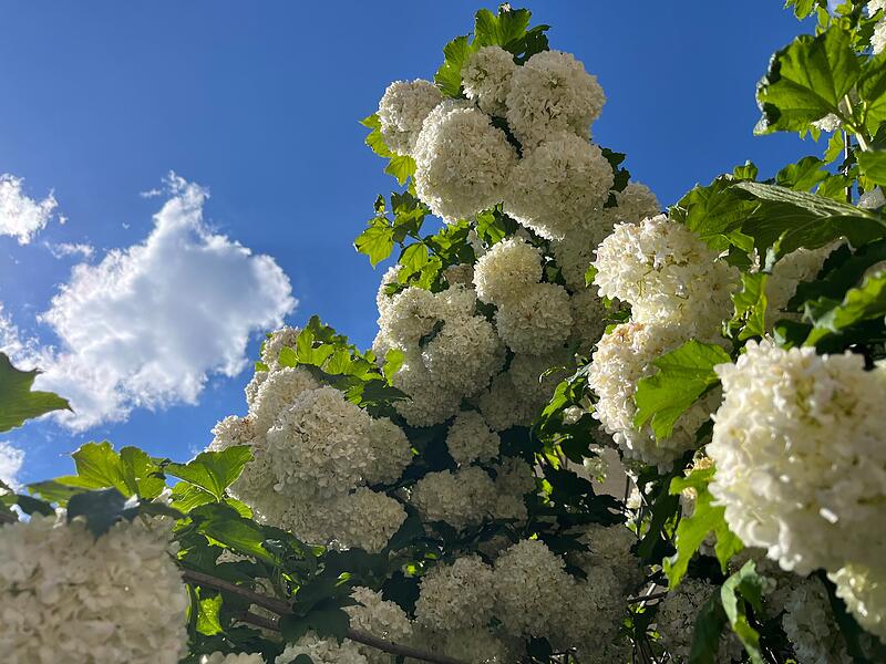 Ein Schneeball sollte derzeit nur noch als Busch mit wei&szlig;en Dolden zu sehen sein.
