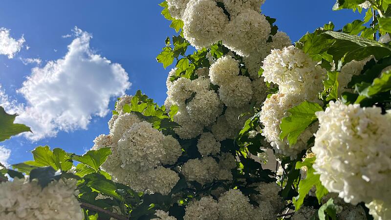 Ein Schneeball sollte derzeit nur noch als Busch mit wei&szlig;en Dolden zu sehen sein.