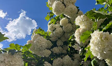 Ein Schneeball sollte derzeit nur noch als Busch mit wei&szlig;en Dolden zu sehen sein.