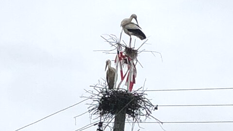 Unterneuseser St&ouml;rche bauen zum dritten Mal am Strommast.