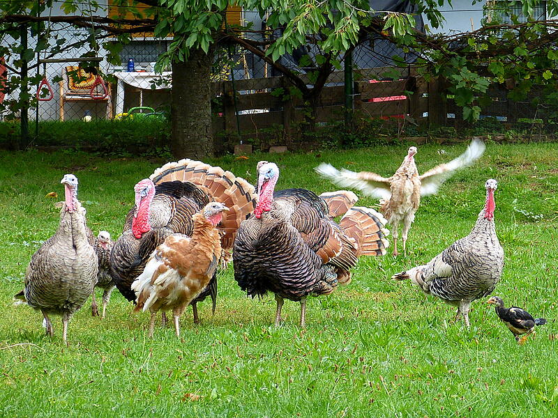 Gesehen in Bad Bocklet: „Alle Puten haben ein Junges großgezogen, nur eine wartete vergebens auf Nachwuchs.“