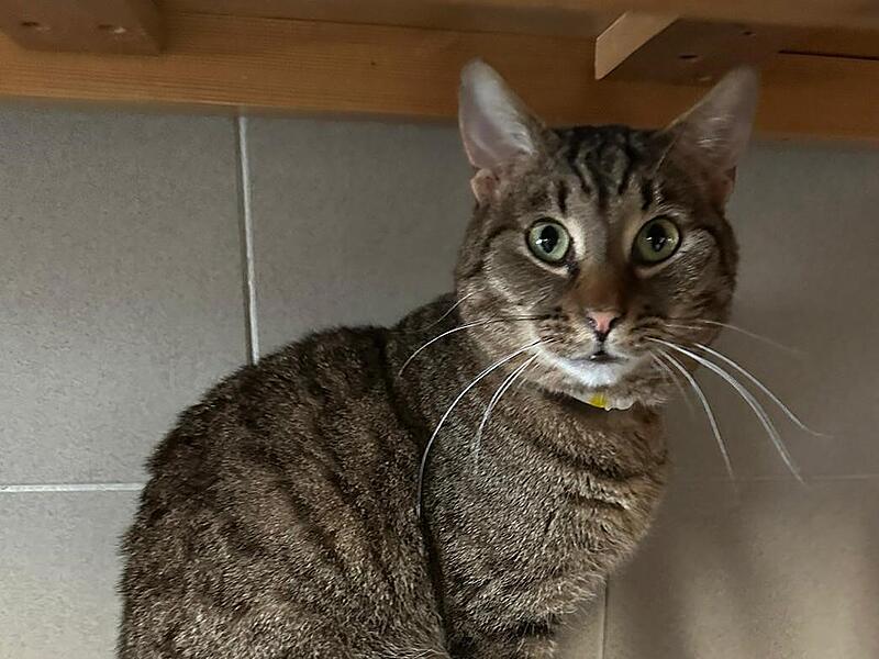 Diego sucht ein neues Zuhause. Diego sucht ein neues Zuhause.