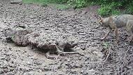 Die Wildkamera von Thomas Rückoldt in Trappstadt hat den ersten Wolf im Grabfeld dokumentiert.