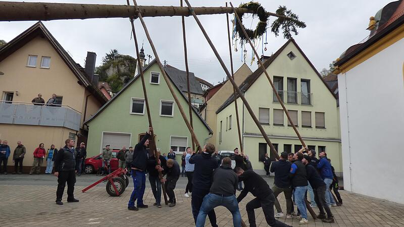 Mit 25 Metern war es der bisher längste Kerwabaum, den die Kerwaburschen in die Senkrechte hievten.Forchheim & Fränkische Schweiz