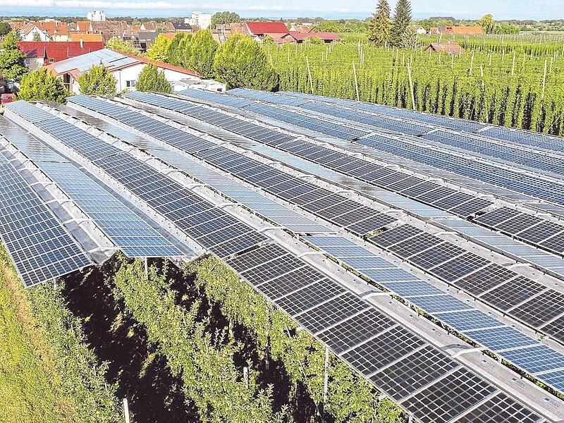 Eine Photovoltaikanlage überspannt eine Apfelplantage. „Die Zeiten, in denen es breiten Konsens darüber gab, dass der Klimawandel ein reales Problem ist, welches wir miteinander lösen müssen, sind vorbei“, sagt Martin Geilhufe. Eine Photovoltaikanlage überspannt eine Apfelplantage. „Die Zeiten, in denen es breiten Konsens darüber gab, dass der Klimawandel ein reales Problem ist, welches wir miteinander lösen müssen, sind vorbei“, sagt Martin Geilhufe.