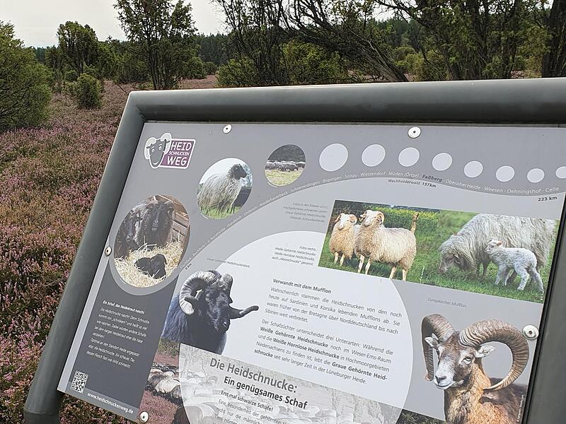 Immer wieder gibt es Infotafeln in der Heide.2023 Heidschnuckenweg Teil 5