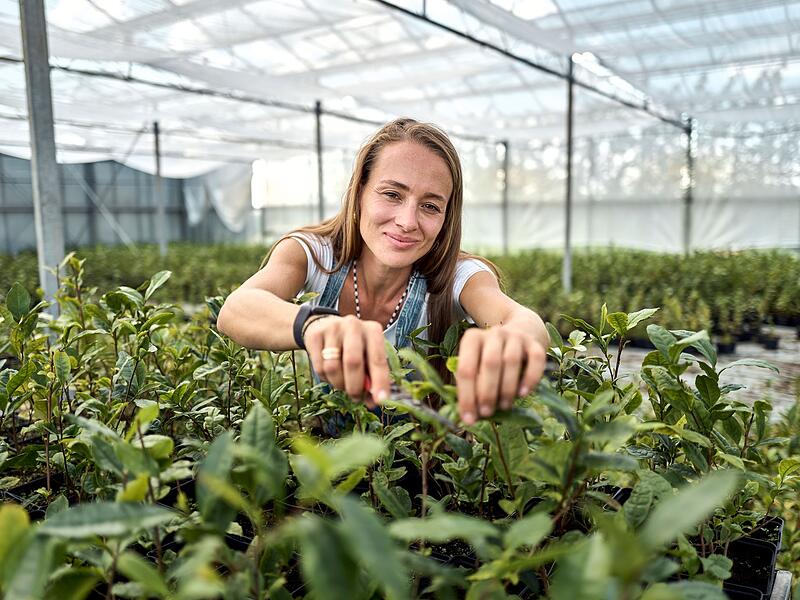 Globaler Matcha-Boom sorgt für Engpässe