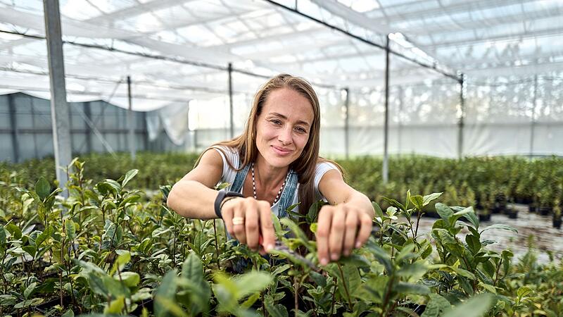 Globaler Matcha-Boom sorgt für Engpässe