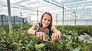 Globaler Matcha-Boom sorgt für Engpässe