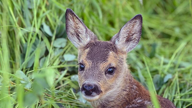 Rehkitz liegt im Gras
