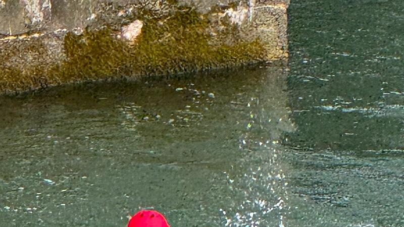 Feuerwehrtaucher rettet Hund nach Taubenjagd aus Isar