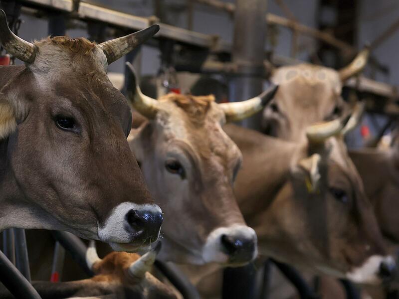 Prozess gegen früheren Schlachthofbetreiber