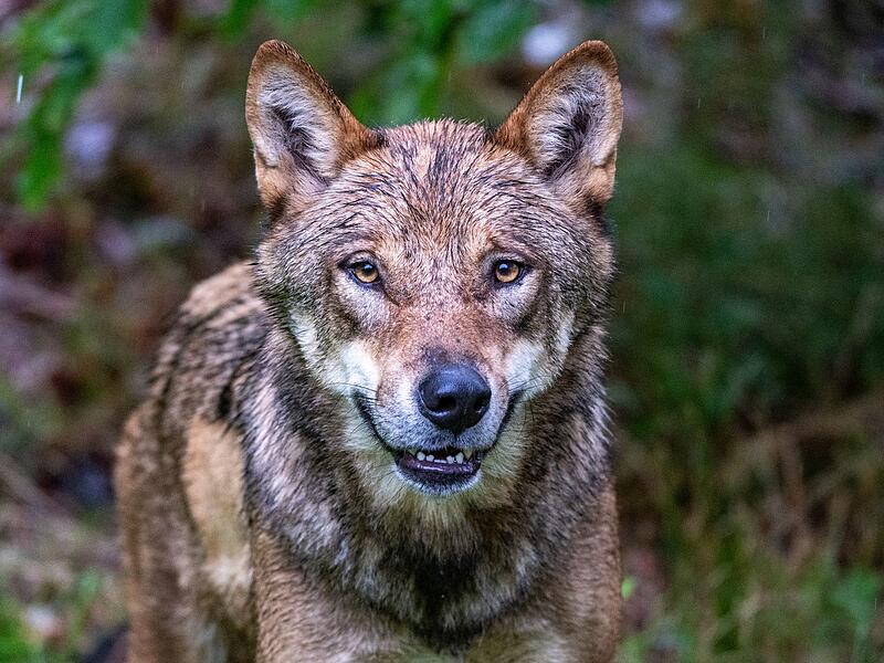 W&ouml;lfe im Nationalparkzentrum Falkenstein