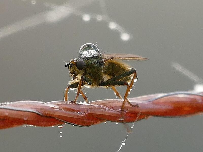 Zirkus Schafskoppel: Sie sehen nun den Auftritt der Fliege, die mit einen Wassertropfen auf ihrem R&uuml;cken &uuml;ber das Seil des Zauns balanciert.