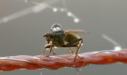 Zirkus Schafskoppel: Sie sehen nun den Auftritt der Fliege, die mit einen Wassertropfen auf ihrem R&uuml;cken &uuml;ber das Seil des Zauns balanciert.