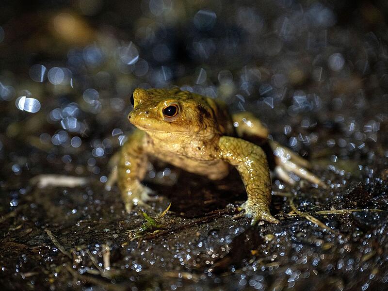 Helfer bei der Kr&ouml;tenwanderung