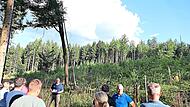 Im &bdquo;Sch&auml;fereifeld&ldquo; zeigte Revierleiter Markus S&ouml;der von der FBG dem Gemeinderat, wie gut sich dort bislang die Waldumwandlung gemacht hat. Statt der Monokultur Fichte entsteht dort nun ein Mischwald. Stephanie Elm