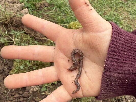 Der 2. Platz beim Fotowettbewerb "Deutschland summt": Sandrinas Hand mit einem Regenwurm. Der 2. Platz beim Fotowettbewerb "Deutschland summt": Sandrinas Hand mit einem Regenwurm.