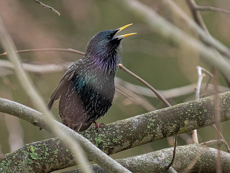 Der Star rückt in der diesjährigen Wintervogelzählung in die Top Ten.