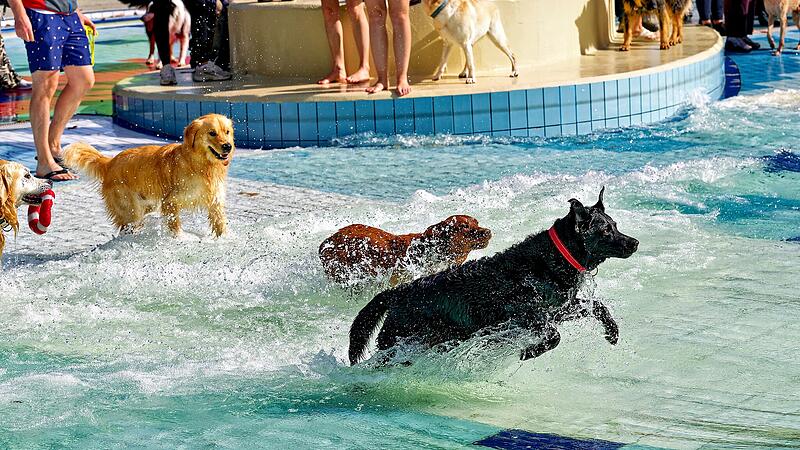 Hundebadetag im Stadionbad Bamberg 2026